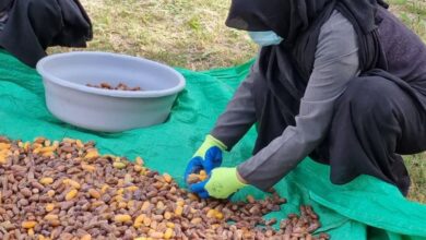 جشن شکرگزاری برداشت خرما در خراسان جنوبی به روایت تصویر