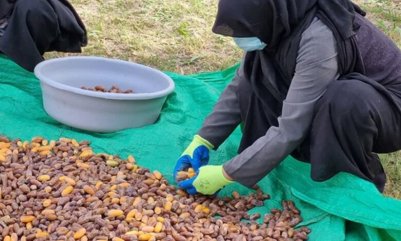 جشن شکرگزاری برداشت خرما در خراسان جنوبی به روایت تصویر