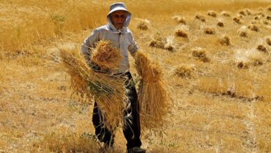 درخواست رئیس مجلس از معاون اول رئیس جمهور برای پیگیری مشکلات گندم‌کاران