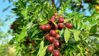 رتبه دوم لرستان در تولید «عناب»/ سالانه ۴۵ تن برداشت می‌شود