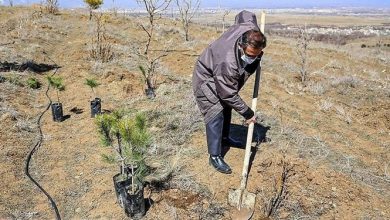 صدور حکم متهمان قطع اشجار جنگلی به غرس ۴۰۰ اصله درخت در شهرستان کلیبر