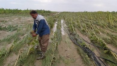 طبق مصوبه مجلس حق بیمه کشاورز از محل مطالبات خرید تضمینی پرداخت می شود