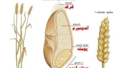 طرح نان کامل در استان مرکزی به سرانجام رسید