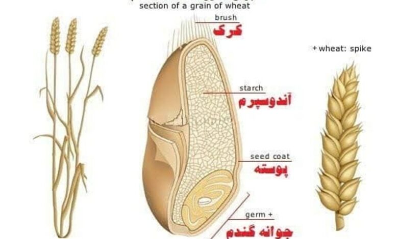 طرح نان کامل در استان مرکزی به سرانجام رسید