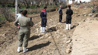 مایه‌کوبی رایگان ۱۳۰ هزار رأس دام در استان کردستان