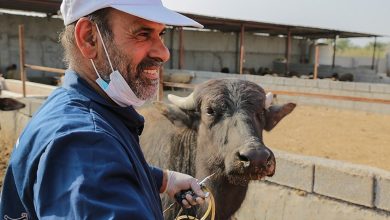 واکسیناسیون ۴ میلیون و ۶۰۰ هزار دام سبک و سنگین در اردبیل