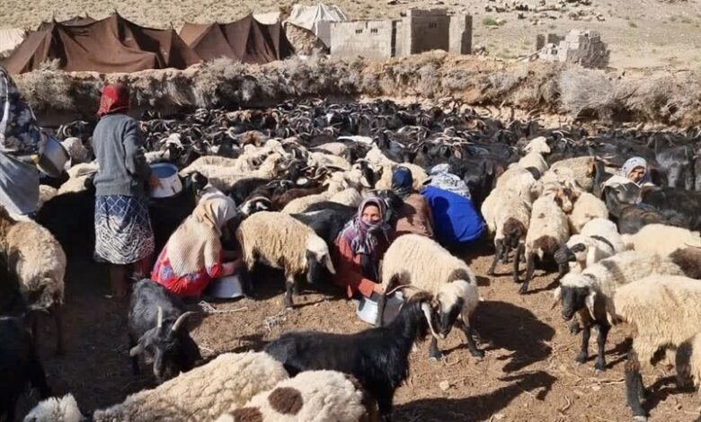 پرداخت ۴۴ میلیارد تومان تسهیلات کم‌بهره به عشایر گلستان برای طرح تولید گوشت