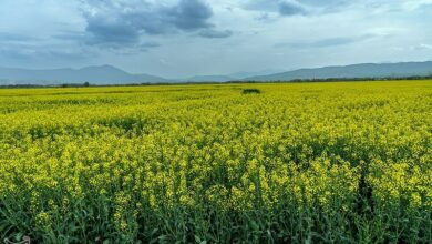 پرداخت ۷۵ میلیارد تومان برای خرید دانه‌های روغنی از کشاورزان لرستان