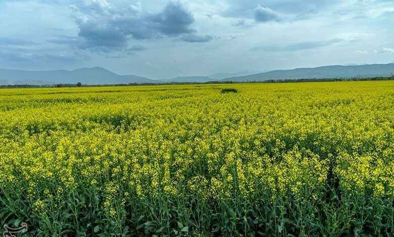 پرداخت ۷۵ میلیارد تومان برای خرید دانه‌های روغنی از کشاورزان لرستان