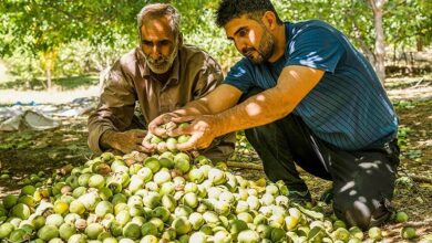 پیش‌بینی برداشت ۱۲۰۰ تن گردو از باغات «بیرانشهر» خرم‌آباد