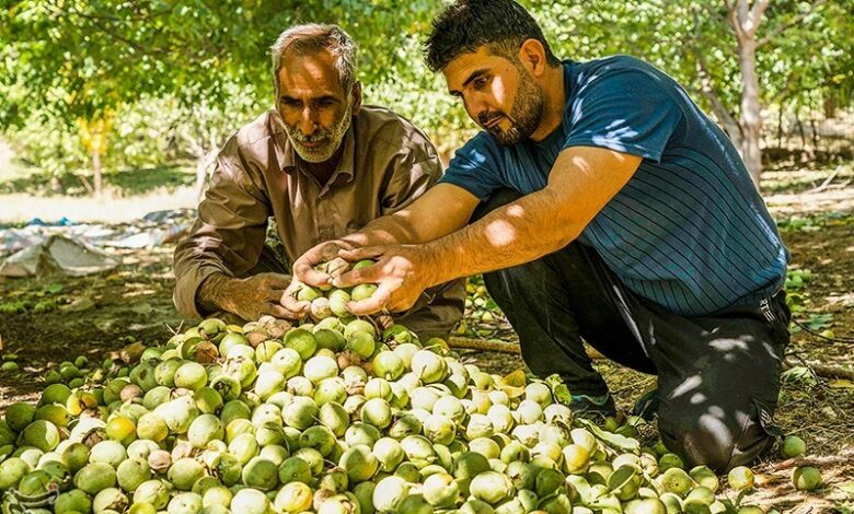 پیش‌بینی برداشت ۱۲۰۰ تن گردو از باغات «بیرانشهر» خرم‌آباد