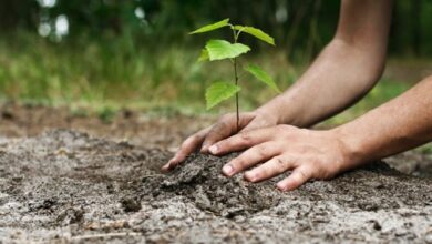 کاشت 3 هزار اصله نهال باآرای قاضی خوش ذوق خوزستانی