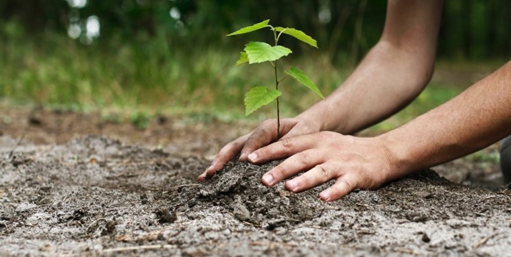 کاشت 3 هزار اصله نهال باآرای قاضی خوش ذوق خوزستانی