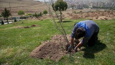 کاشت ۳ هزار نهال جایگزین حبس محکومان در باوی شد