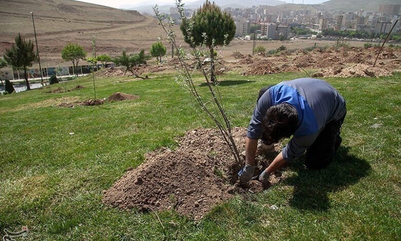 کاشت ۳ هزار نهال جایگزین حبس محکومان در باوی شد