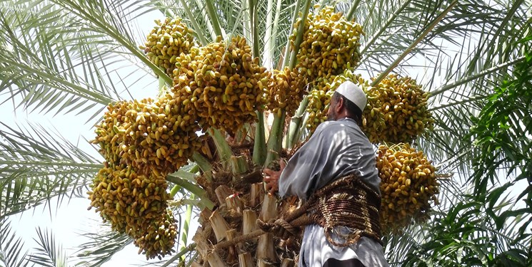 کشت بافت گیاهی گردو و خرما بررسی می شود