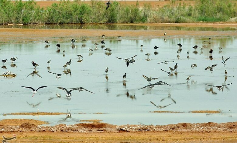 کوچ ۳۰ هزار پرنده مهاجر به زیستگاه‌های لرستان