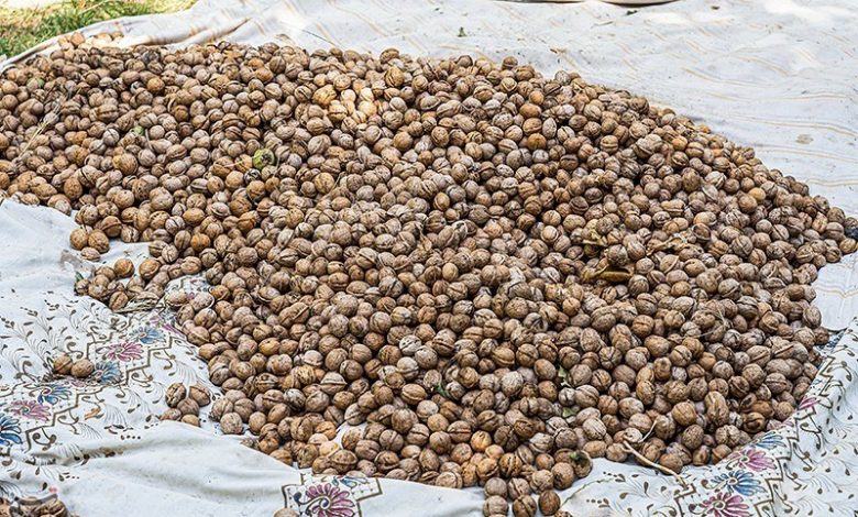 گردوی تویسرکان در آستانه ثبت جهانی در سازمان غذا و کشاورزی ملل متحد(فائو)