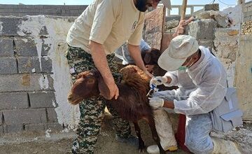 ۲ میلیون و ۴۰۰ هزار راس دام در استان سمنان مایه کوبی شدند