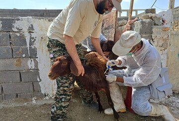 ۲ میلیون و ۴۰۰ هزار راس دام در استان سمنان مایه کوبی شدند