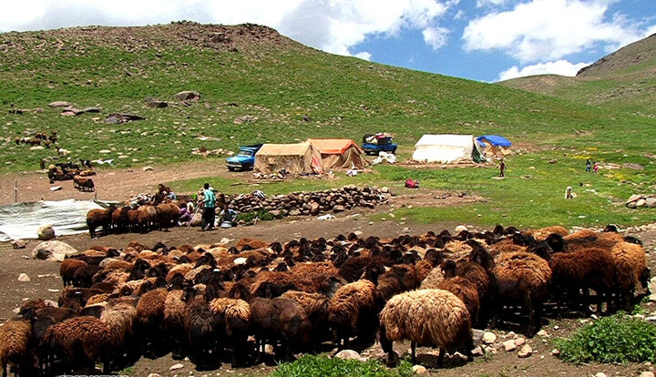 ۲۵ درصد گوشت قرمز کشور را عشایر تولید می‌کنند