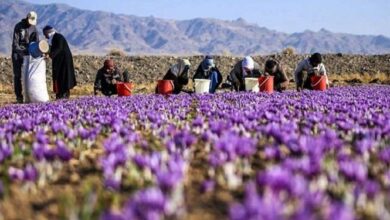 آغاز برداشت زعفران در استان قزوین