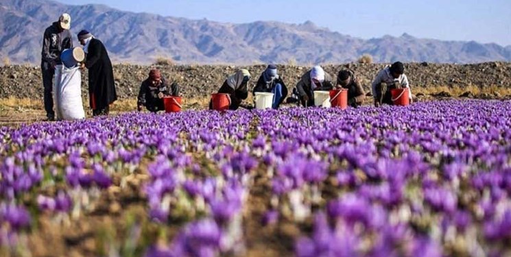 آغاز برداشت زعفران در استان قزوین