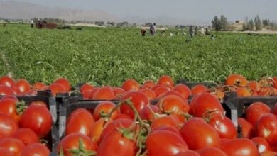 آغاز برداشت گوجه فرنگی از بیش از ۱۰ هزار هکتار مزارع استان بوشهر+ تصویر