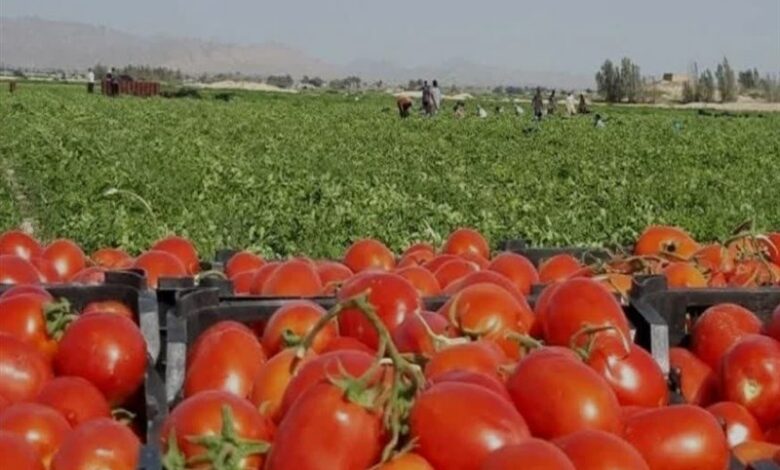 آغاز برداشت گوجه فرنگی از بیش از ۱۰ هزار هکتار مزارع استان بوشهر+ تصویر