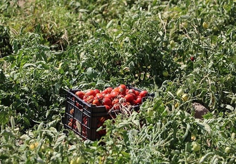 آغاز برداشت گوجه فرنگی از بیش از ۱۰ هزار هکتار مزارع استان بوشهر+ تصویر