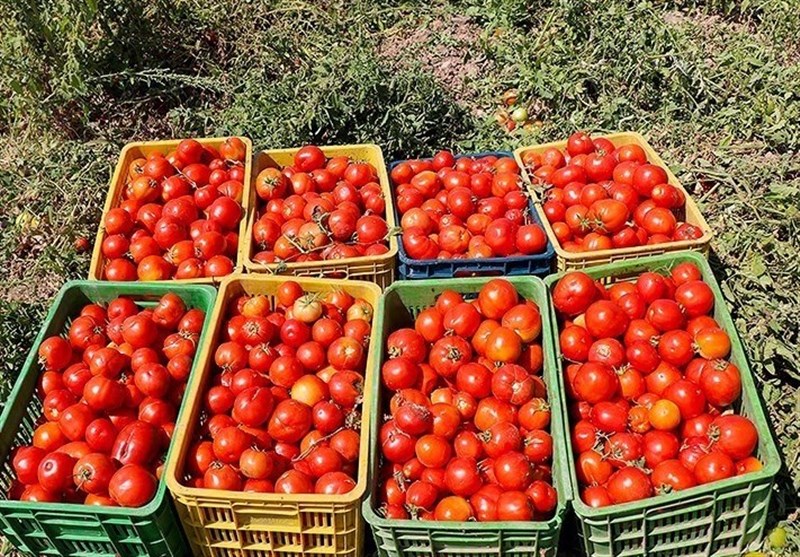 آغاز برداشت گوجه فرنگی از بیش از ۱۰ هزار هکتار مزارع استان بوشهر+ تصویر