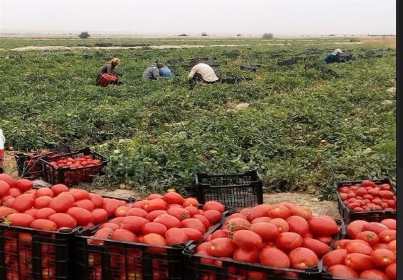 آغاز برداشت گوجه فرنگی از بیش از ۱۰ هزار هکتار مزارع استان بوشهر+ تصویر