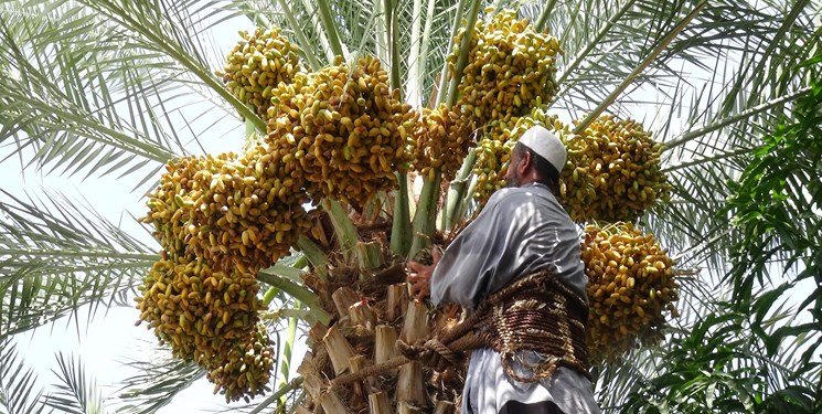 احیای نخلستان‌های درجه دو و سه خرما و باغات گردو از طریق کشت بافت گیاهی