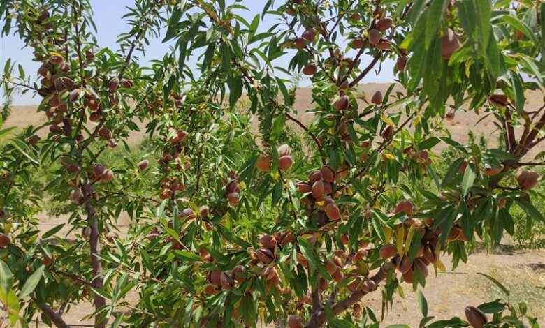 ارزش افزوده ۵۰ هزار میلیاردی بادام در استان چهارمحال و بختیاری