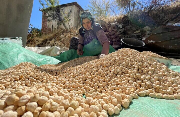 ارقام جدید با مقاومت بالا برای کشت نخود معرفی شد