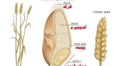 استان مرکزی پیش از استان‌های دیگر نهضت احیای نان کامل را اجرایی کرد