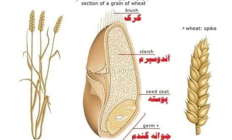 استان مرکزی پیش از استان‌های دیگر نهضت احیای نان کامل را اجرایی کرد