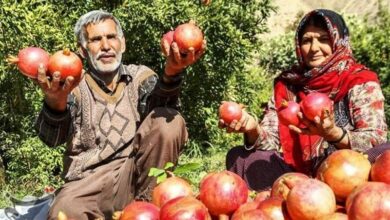 افزایش ۱۱ درصدی باغات انار لرستان/ ارزش محصولات کشاورزی ۶۱ هزار میلیارد تومان است