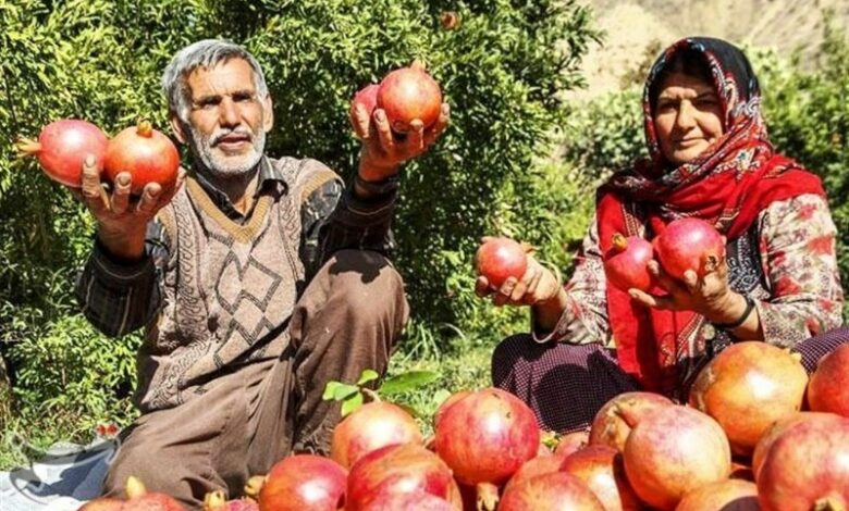 افزایش ۱۱ درصدی باغات انار لرستان/ ارزش محصولات کشاورزی ۶۱ هزار میلیارد تومان است