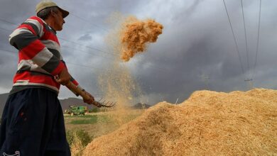 امسال ۱۰.۵ میلیون تن خرید گندم در کشور داشتیم