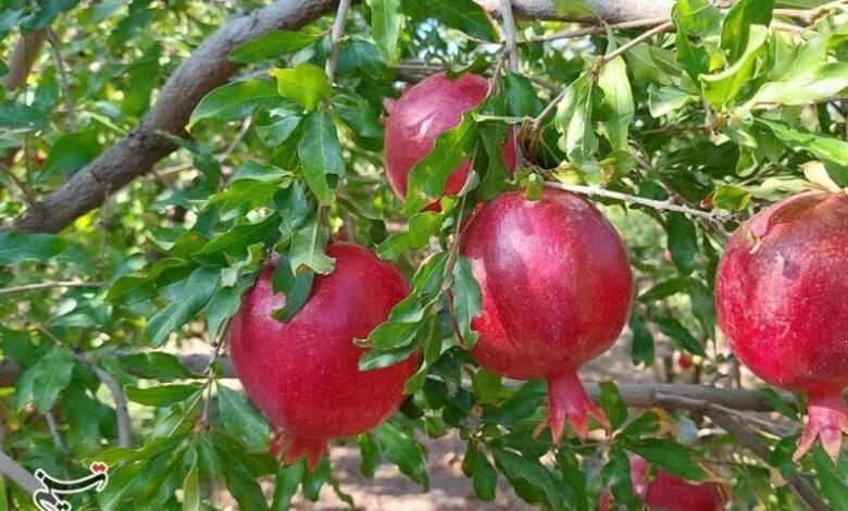 انار بجستان به نام باغداران به کام دلالان/ ایجاد سردخانه و صنایع تبدیلی مهمترین خواسته باغداران است + تصویر