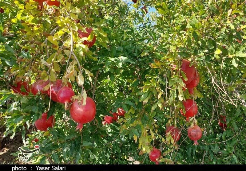 انار بجستان به نام باغداران به کام دلالان/ سردخانه و صنایع تبدیلی مهمترین خواسته باغداران+ تصویر