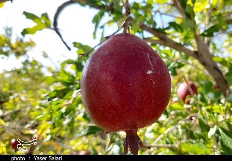 انار بجستان به نام باغداران به کام دلالان/ سردخانه و صنایع تبدیلی مهمترین خواسته باغداران+ تصویر