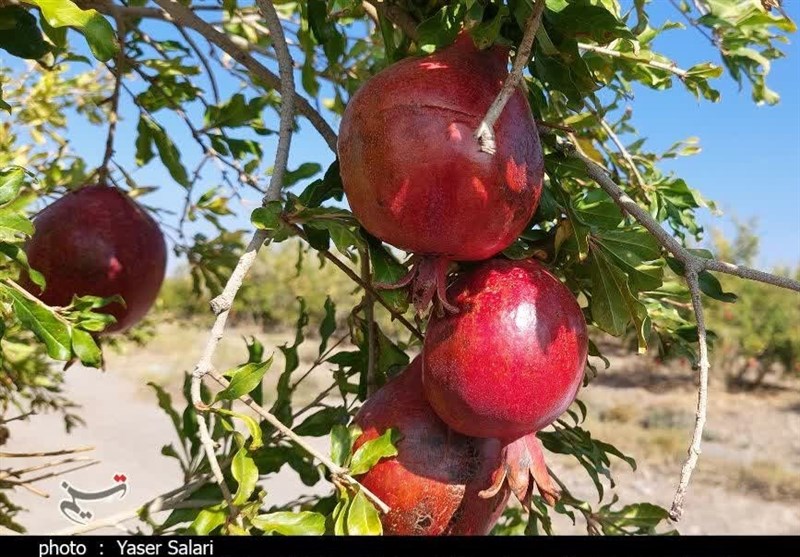 انار بجستان به نام باغداران به کام دلالان/ سردخانه و صنایع تبدیلی مهمترین خواسته باغداران+ تصویر