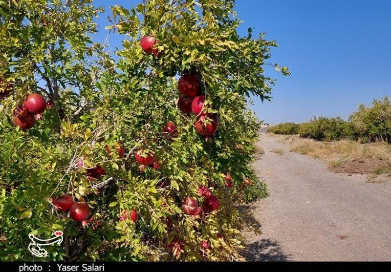 انار بجستان به نام باغداران به کام دلالان/ سردخانه و صنایع تبدیلی مهمترین خواسته باغداران+ تصویر