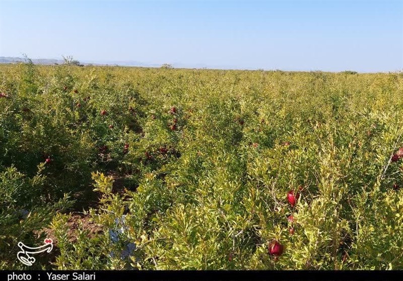 انار بجستان به نام باغداران به کام دلالان/ سردخانه و صنایع تبدیلی مهمترین خواسته باغداران+ تصویر