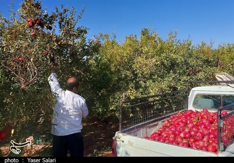 انار بجستان به نام باغداران به کام دلالان/ سردخانه و صنایع تبدیلی مهمترین خواسته باغداران+ تصویر