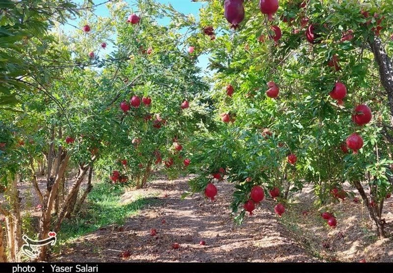 انار بجستان به نام باغداران به کام دلالان/ سردخانه و صنایع تبدیلی مهمترین خواسته باغداران+ تصویر