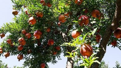 ایجاد اقامتگاه‌های بوم‌گردی در انارستان کوهدشت پیگیری می‌شود