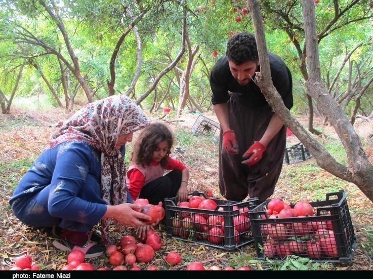 استان لرستان , کشاورزی , 